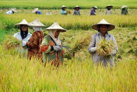 Berikut Syarat Pokok Usaha Modernisasi Tani Kecuali - Homecare24