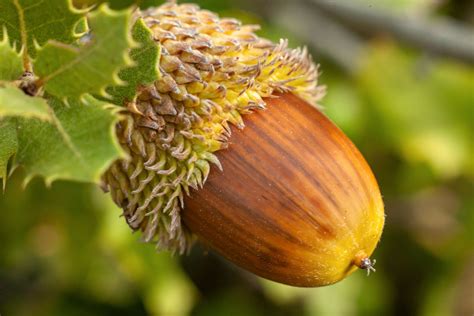 Do Oak Trees Grow From Acorns - Back Gardener