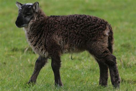 A geep or a shoat?: farmer seeks name for rare animal born from sheep ...