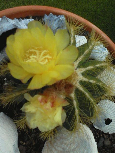 cactus with yellow flowers Desert Climate, Cactus Types, Hen Chicken, Cactus Flower, Cacti And ...