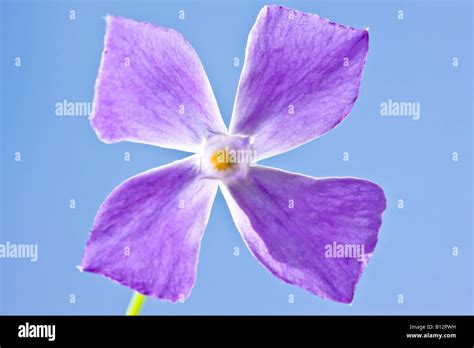 Four petal flowers hi-res stock photography and images - Alamy