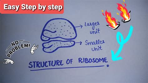 How To Draw Ribosomes