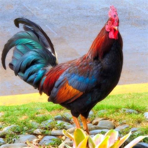 a colorful rooster standing in the grass next to some rocks and plants with water in the background