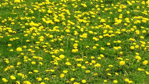 Common Lawn Weeds in Kentucky | Garden Guides