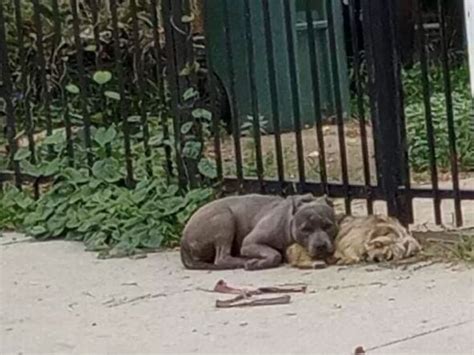 Abandoned dogs refuse to leave each other while waiting for help ...