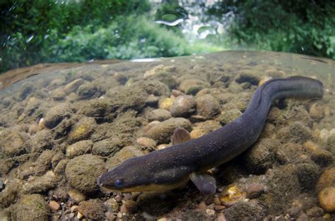 European Eel - Unlocking the SevernUnlocking the Severn