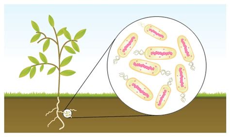 Nitrogen-Fixing Technology – BGR International