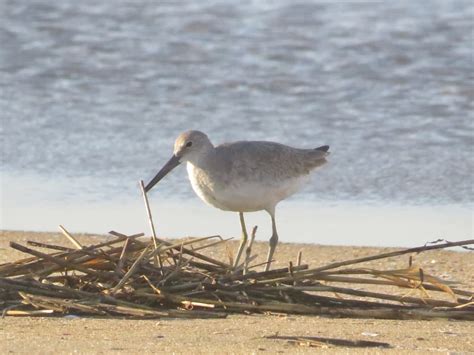 eBird Checklist - 14 Sep 2023 - Back bay wildlife refuge - 10 species