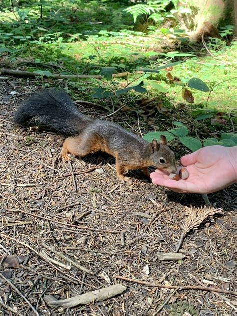 The Boy Feeds the Squirrel Nuts from His Hand. Forest Rodent Prepares Stocks for the Winter. a ...