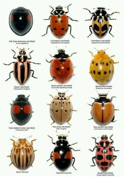 Ladybug identification guide | organic garden | Pinterest