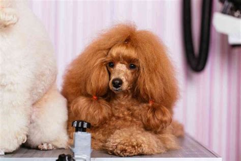 How Fast Does Poodle Hair Grow? 3 Poodle Hair Growth Stages Explained ...