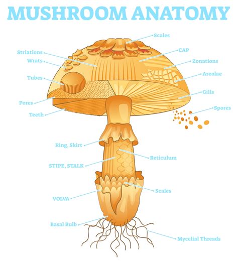 WHAT YOU SEE IS WHAT YOU GET (Part 2) - Mushroom Wisdom Inc.