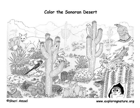 Desert Animals Coloring Pages - Coloring Home