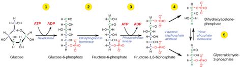 Glycolysis | OpenStax Biology 2e