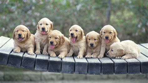 Download Dog Puppy Animal Golden Retriever HD Wallpaper