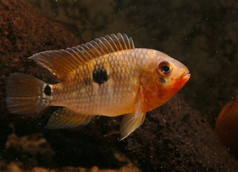 Aequidens tetramerus – Saddle Cichlid, Grünglanzbuntbarsch (DE) — Seriously Fish