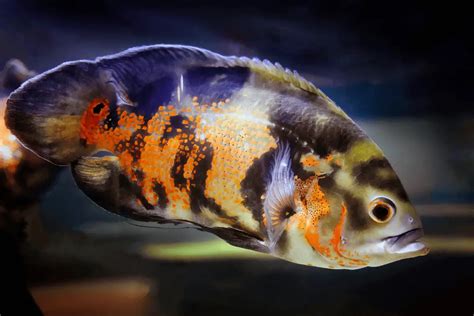 15 Things You Should Know About Oscar Fish – Pet Fish Online