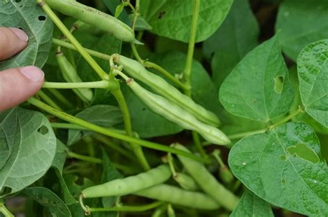 In the Kitchen with Jenny: Growing, Harvesting and Canning Black Beans