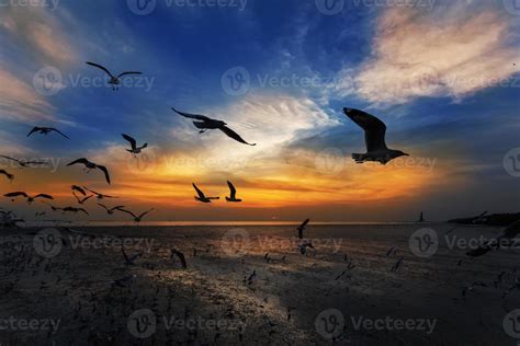 Flying seagulls in sunset 7803728 Stock Photo at Vecteezy