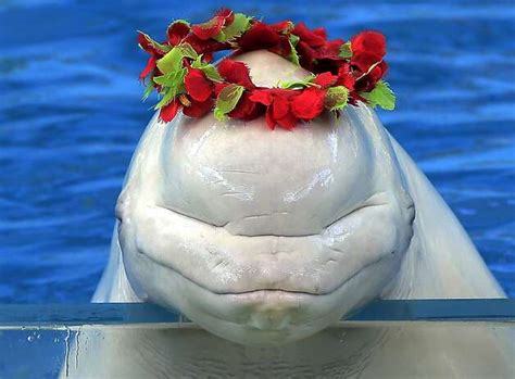 Lovely. | Beluga, Beluga whale, Dolphin images