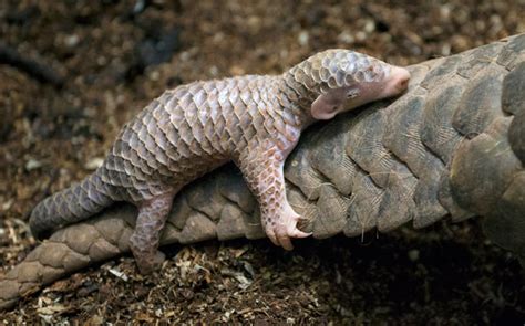 10+ Baby Pangolins Who Are The World’s Cutest Artichokes | Bored Panda