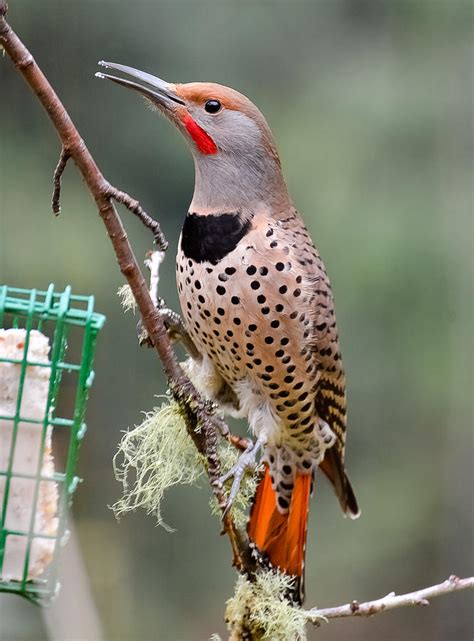 Red Shafted Flicker Iv Photograph by Ronda Broatch