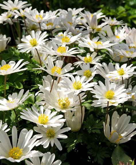 Anemone blanda "White Splendor" Fall-Planted Flower Bulbs – Hudson ...