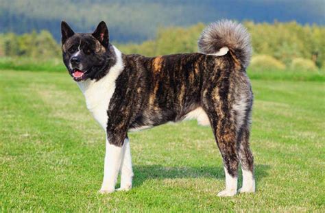 American Akita Dog | Breed Info | Characteristics | Traits