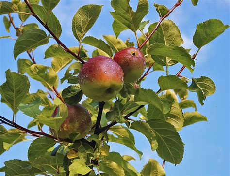 Liberty Apples | ODC-Opposites (red & green, yellow & blue) … | Flickr