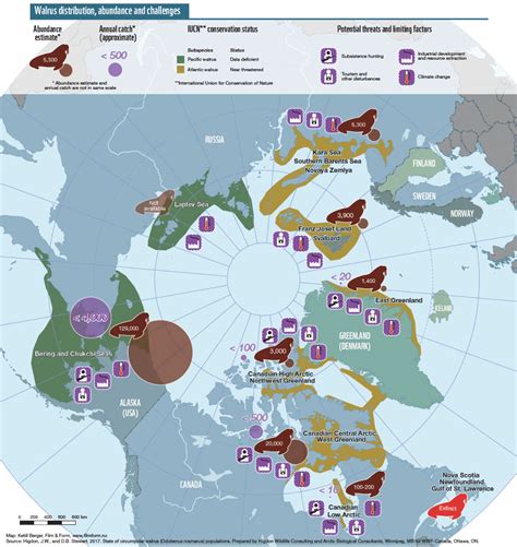 The global view of walruses - WWF Arctic