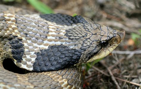 Eastern Hog-nosed Snake - Upper Thames River Conservation Authority