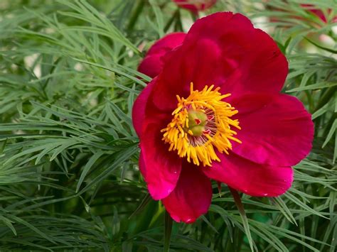 Growing Fernleaf Peonies – How To Care For A Fernleaf Peony Plant ...