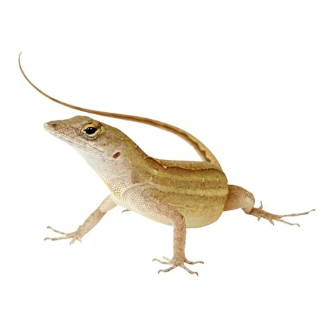 Bahaman Anole | reptile Live Lizards | PetSmart