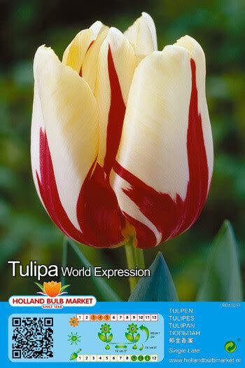 5 Tulip World Expression Bulbs