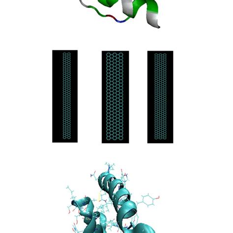 (a) The secondary structure of model protein (insulin ), the basic ...