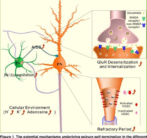 Neuron-specific mechanisms for epilepsy self-termination | Semantic Scholar