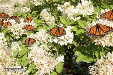 How to Make a Monarch Butterfly Garden - Our Wild Yard