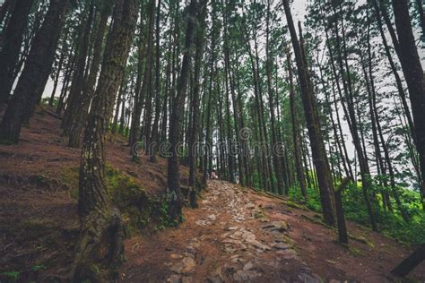 Pine Forest in Vagamon Hills is One of the Best Tourist Place in Kerala ...