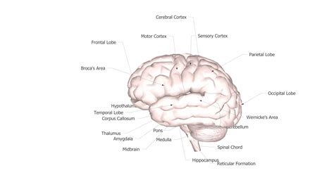 3D model brain with labeled parts and areas | CGTrader