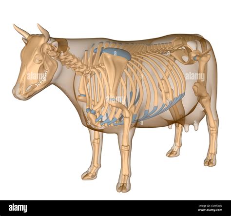 Anatomy of the cow skeleton Stock Photo - Alamy