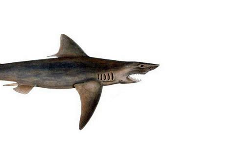 The Ganges shark: a critically endangered species