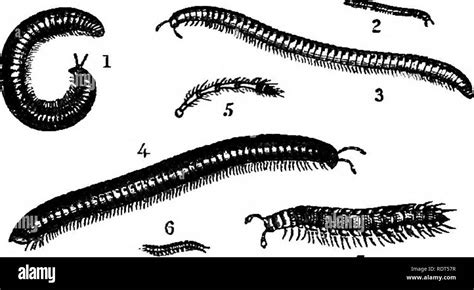 Centipede geophilus hi-res stock photography and images - Alamy