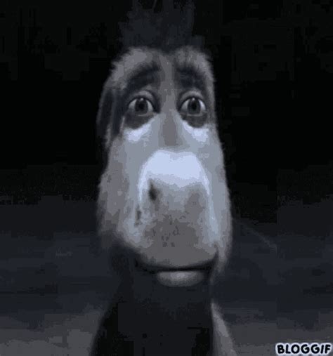 Donkey Stare GIF - Donkey Stare - Discover & Share GIFs