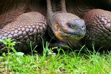 Galapagos Wildlife: 15 Iconic Species | South Ameican Vacations