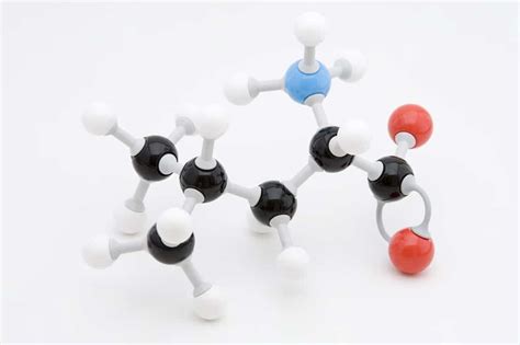 Leucine: Elementary amino acid for muscle building | MNSTRY Know-how