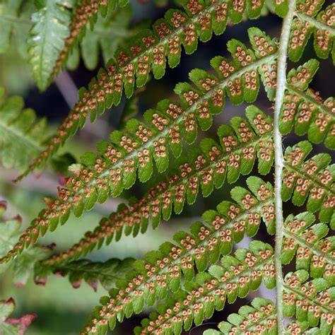 Male Fern | Feriga (Dryopteris filix-mas) | Fern spores, Ferns, Spore