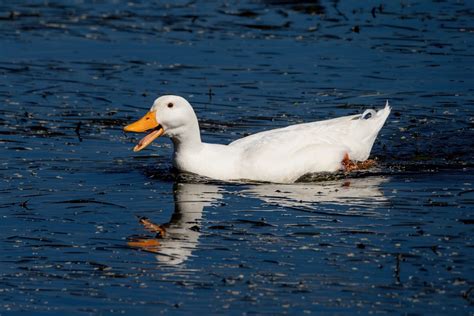 White Duck Floating on the Water · Free Stock Photo