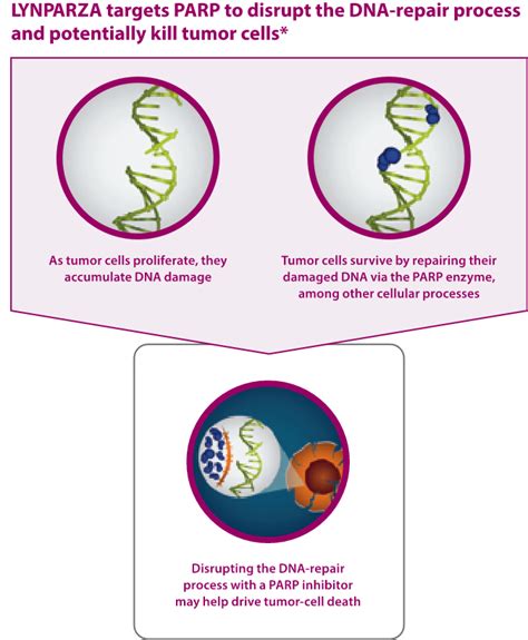 Mechanism of Action – LYNPARZA® (olaparib) for mCRPC