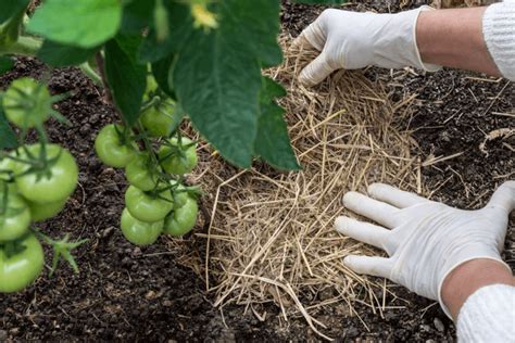 Best Mulch For Vegetable Garden 2018: A Gardener’s Guide To Mulching