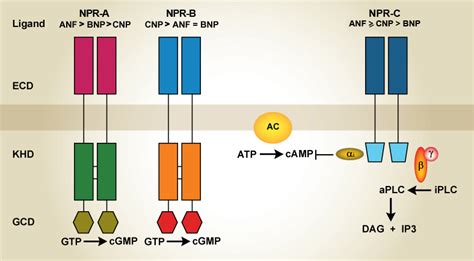 Natriuretic peptides and their receptors | Pancreapedia